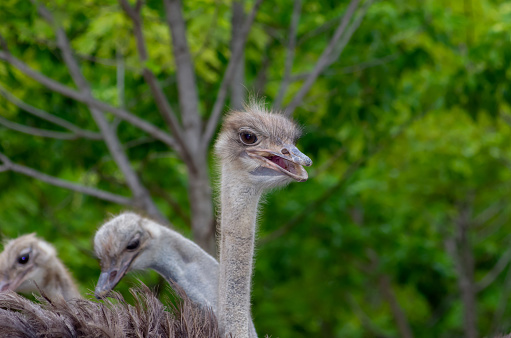 Close up of Ostrich head