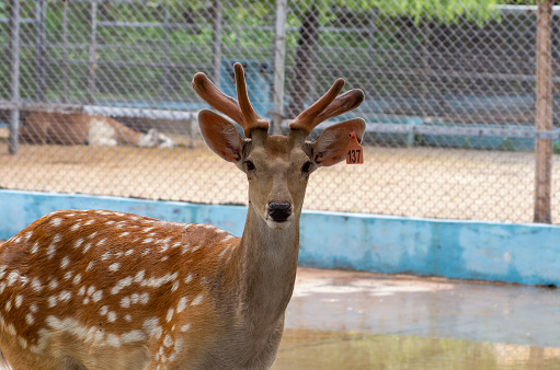Close up of sika deer