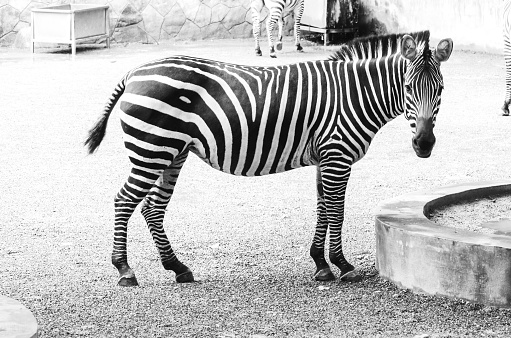 Black and white photo of zebra