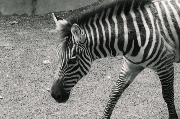 Black and white photo of zebra
