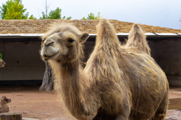 istock Portrait of a camel 1506694647