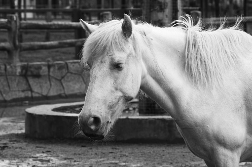 White horse head close up