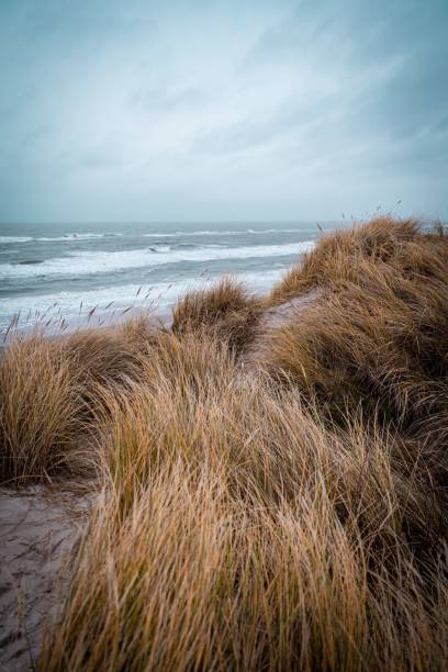 istock Scenic view of dried grass on a sandy beach on a cloudy windy day 1506695222