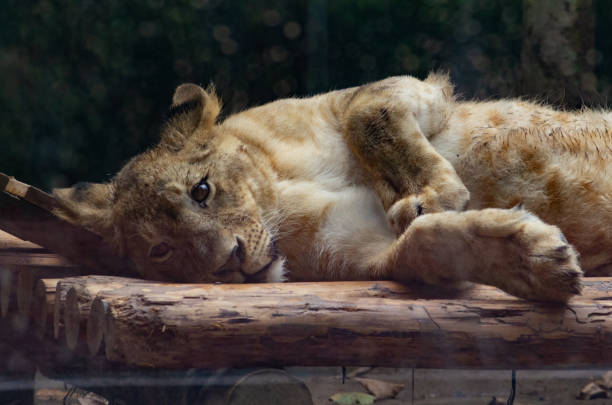 istock Close-up of a cute lion cub 1506695234