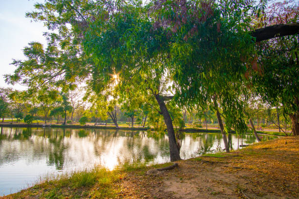 istock Evening sunset light in city park green tree forest with river 1506695761