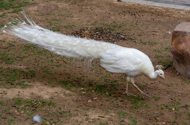 istock Close up of White peacock 1506697393