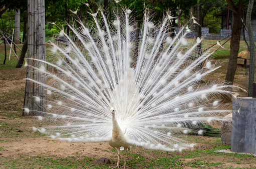 Close up of White peacock