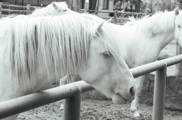White horse head close up