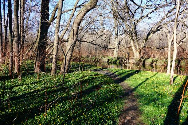 istock The Bronx River And Northern Bronx Park 1506706018
