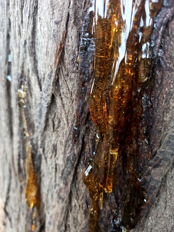 Tree gum resinous fluid on bark of tree
