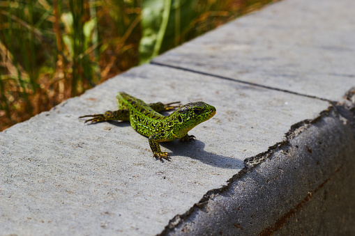 Photograph of green lizard sitting against concrete curb. Wild animals in city. Flora and fauna.