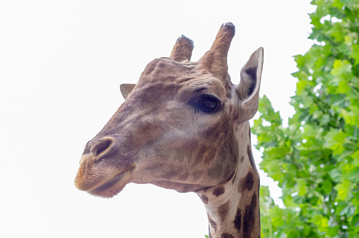 Close up of a Giraffe head staring at camera
