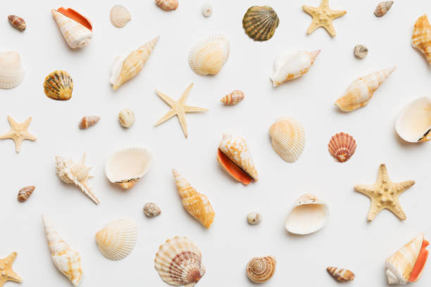 istock Summer time concept Flat lay composition with beautiful starfish and sea shells on colored table, top view 1506709864