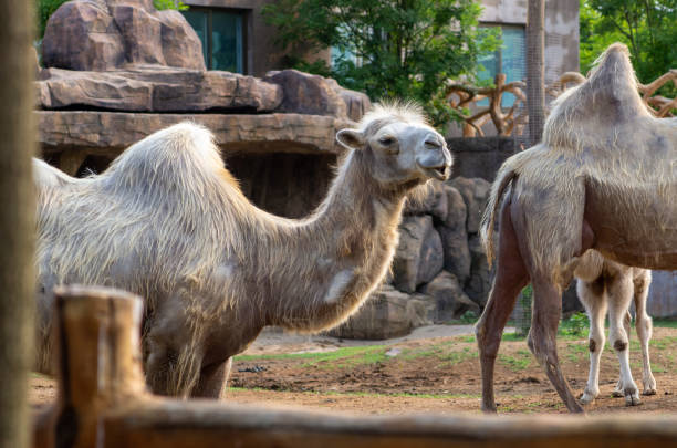 istock Portrait of a camel 1506709866