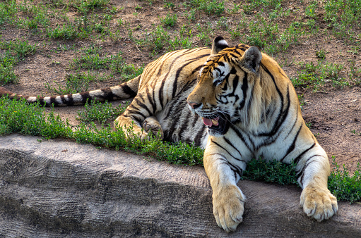 Tiger lying down in field