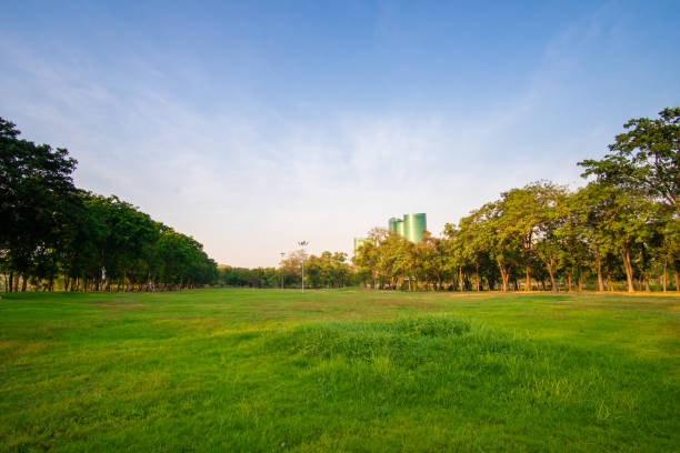 istock Green grass meadow with tree forest in city park 1506714765