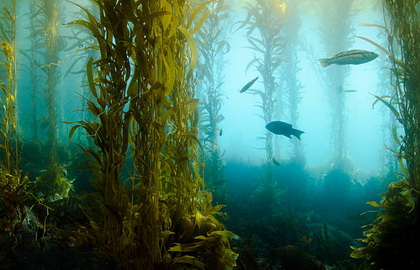 Kelp Forest Fish swimming in underwater kelp forest algae stock pictures, royalty-free photos & images