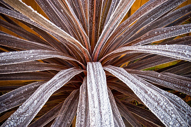 Frozen Palm Leaves stock photo