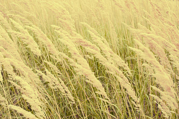 Golden erba alta - foto stock