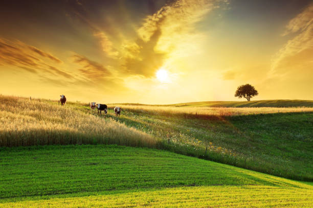 tramonto dorato sopra terreni agricoli paesaggio idilliaco - livestock animal themes animal grass foto e immagini stock