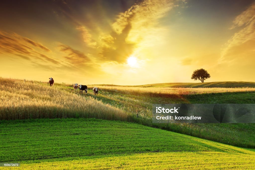 Golden Sunset over Idyllic Farmland Landscape Golden Sunset over Idyllic Farmland Landscape - Sun, Field, Meadow, Tree and Cows  Agricultural Field Stock Photo