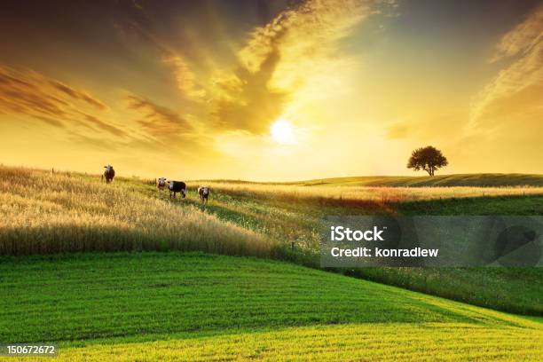 Golden Sunset Over Idyllic Farmland Landscape Stock Photo - Download Image Now - Agricultural Field, Domestic Cattle, Farm