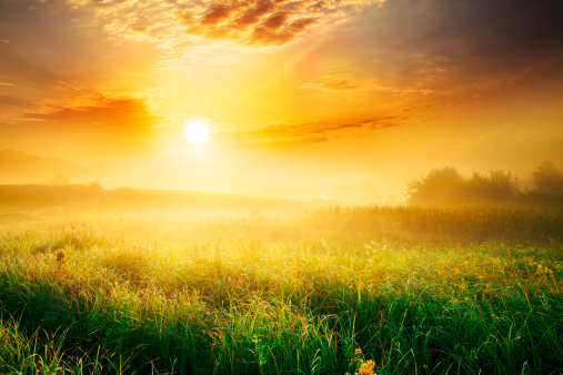 Colorful and Foggy Sunrise over Grassy Meadow - Landscape