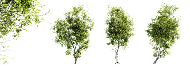 istock Fiddlewood trees isolated on white background and selective focus close-up. 3D render. 1506729458