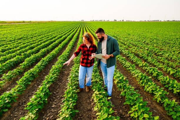 Agriculture Family agricultural occupation. Man and woman are cultivating soybean. They are examining the progress of plants. the farmer and his wife pictures stock pictures, royalty-free photos & images