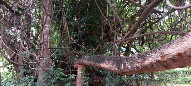istock photo of vine trees 1506755383