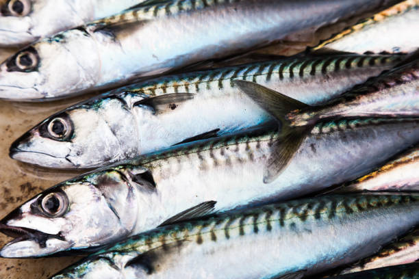istock Heap of fresh raw mackerel close up. 1506755564