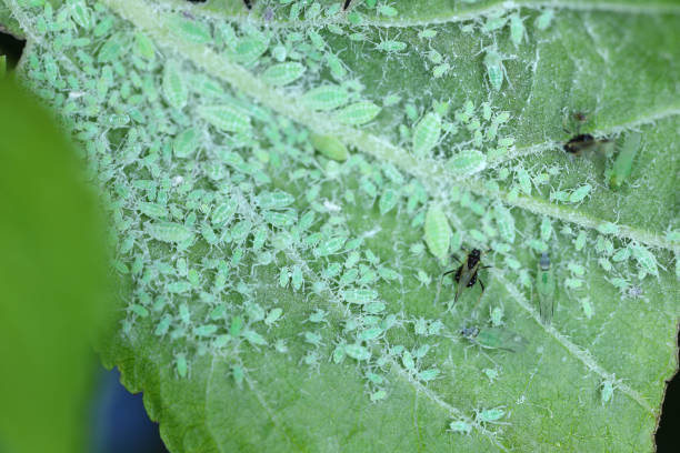 Aphid infestation on a runner bean plant