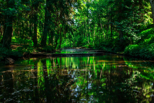 summer landscape with flooded green forest. High quality photo