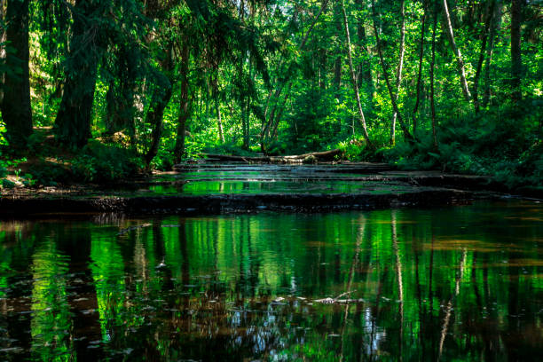 istock summer landscape with flooded green forest 1506767532