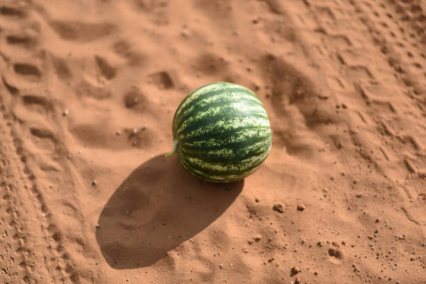 istock Watermelon in the field 1506779319