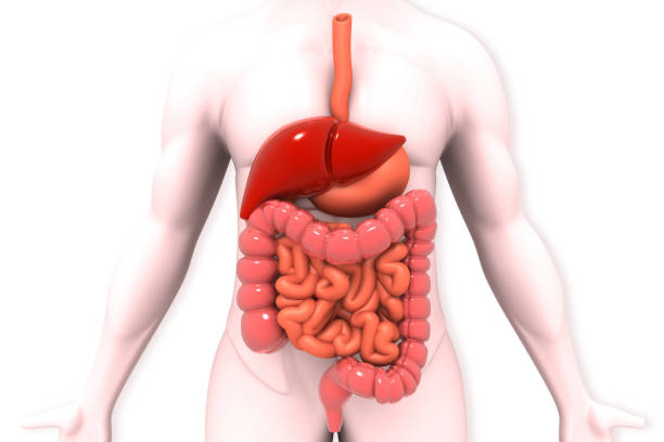 anatomia do sistema digestivo humano - 5563 - fotografias e filmes do acervo