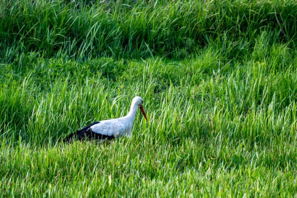 istock A stork on a green meadow 1506780855