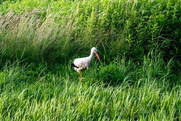a stork is looking for food on a green meadow