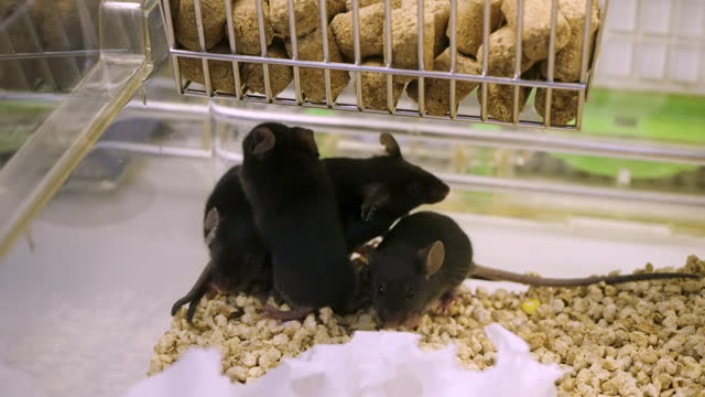 Brown lab rats for the lab, Experiment and develop drugs.