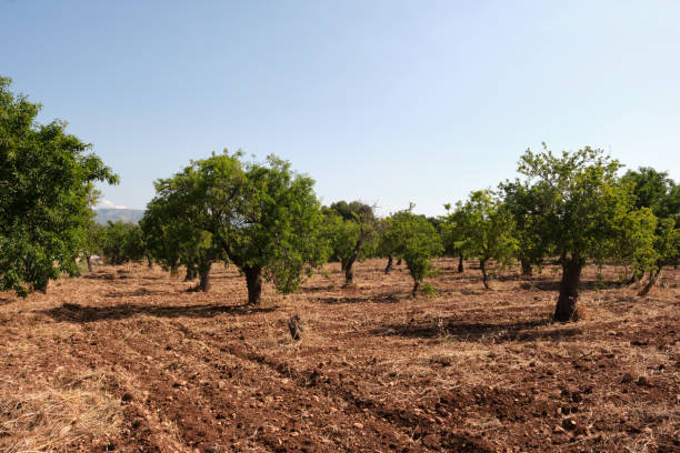 istock Sicilian Almond Trees 1506790157