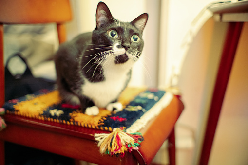 Pet cat sitting on Persian carpet.