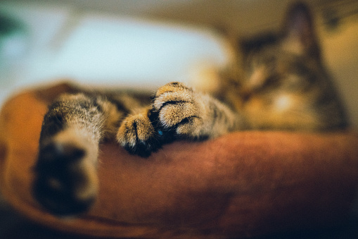 Overhanging cat's paws and paw pads.