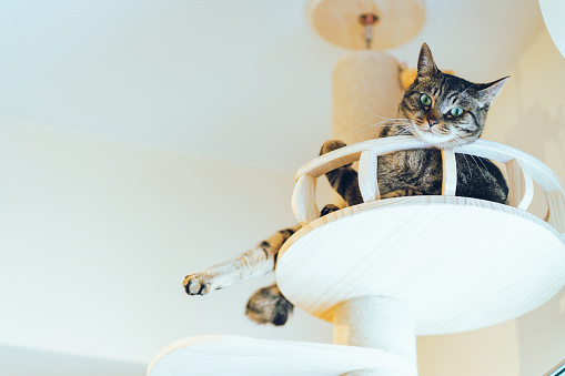 A pet cat enjoying the cat tower.