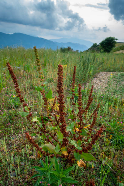 Close up shot of Rumex crispus, the curly dock plant in the hills of Uttarakhand with mountain landscapes in the background. Close up shot of Rumex crispus, the curly dock plant in the hills of Uttarakhand with mountain landscapes in the background. rumex crispus stock pictures, royalty-free photos & images