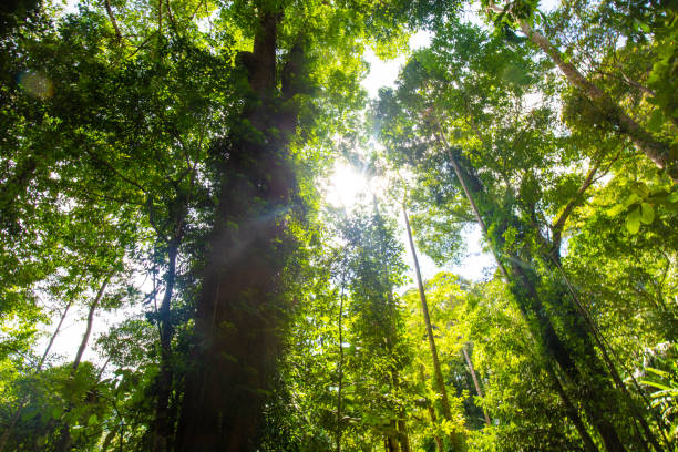 istock Tropical green tree forest morning sun light uprisen ant view 1506803937