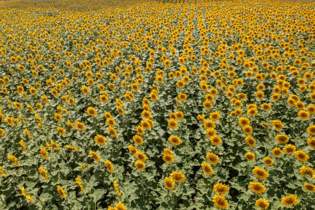 Photo of Aerial view of blooming ripe sunflower field in summertime.