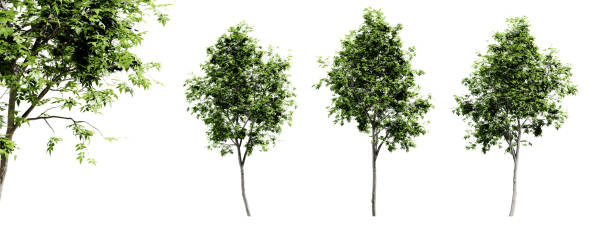 istock Fraxinus americana trees isolated on white background and selective focus close-up. 3D render. 1506806230