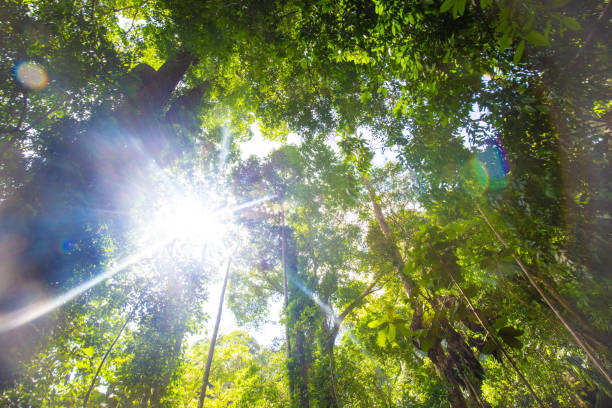 istock Tropical green tree forest morning sun light uprisen ant view 1506807327