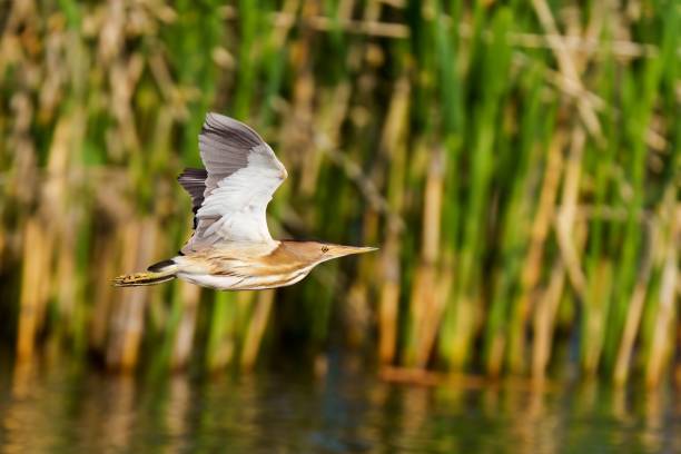 istock Closeup of a little bittern (Ixobrychus minutus) flying over a tranquil lake 1506816028