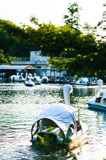 Swan boats in a small park in downtown Tokyo.